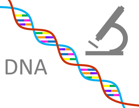 dna påvirker tendens til overvægt